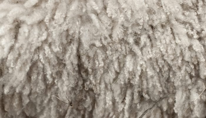 Royal_Winter_Fair_Wool_2