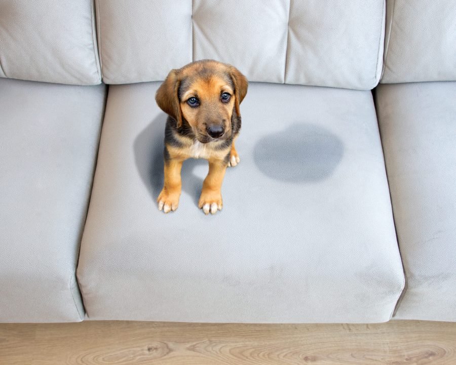 This dog has to be educated Pet Stain Upholstery Cleaning East York