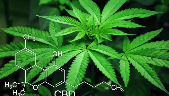 marijuana-leaves-cannabis-3678222 marijuana, leaves, cannabis-3678222.jpg