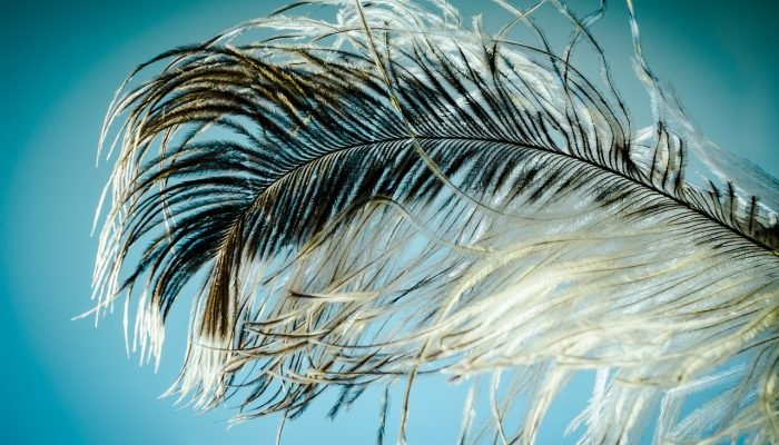 ostrich feather, feather, strauss-1457994.jpg