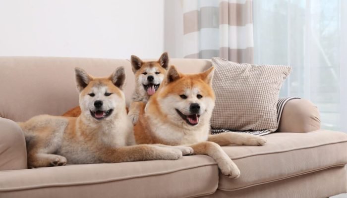 three-dogs-pose-on-happily-on-a-sofa